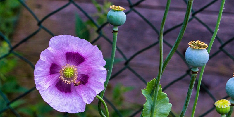 Slaapbol (Papaver Somniferum)