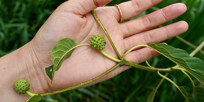 De Geschiedenis Van Kratom