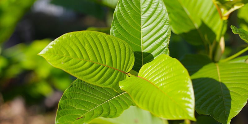 Verdiep je in Mitragyna speciosa