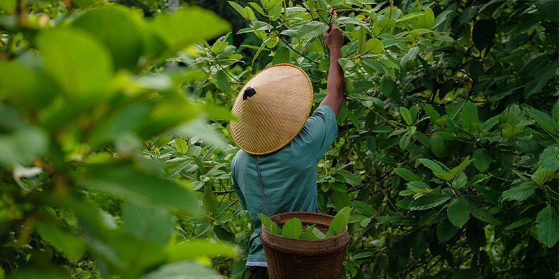 De geschiedenis van kratom