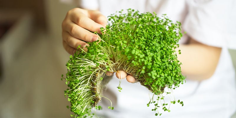 Kun je microgreens verder laten groeien?