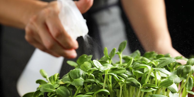 Hoe teel je thuis microgreens?