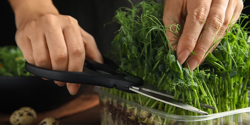 Hoe oogst je microgreens?