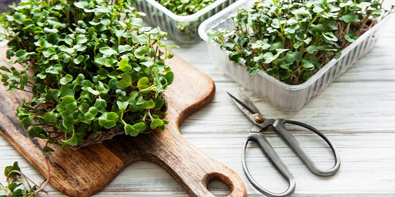 Microgreens: zaailingen met veel voordelen!