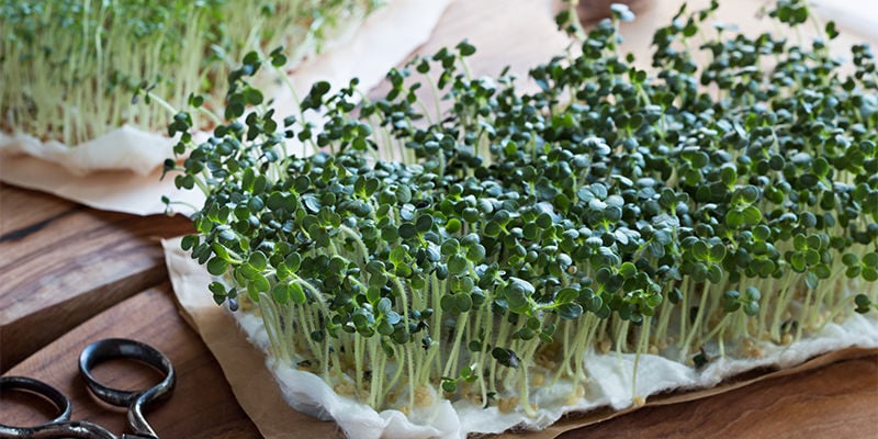 Wat zijn microgreens?