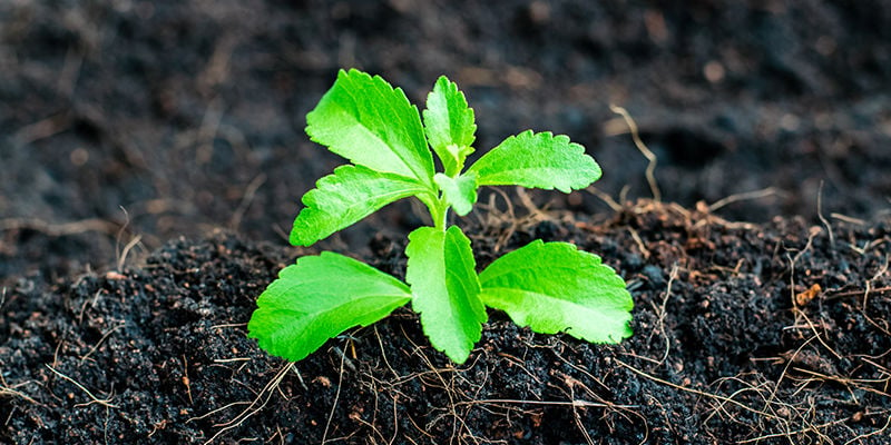 Hoe Kweek Je Stevia?