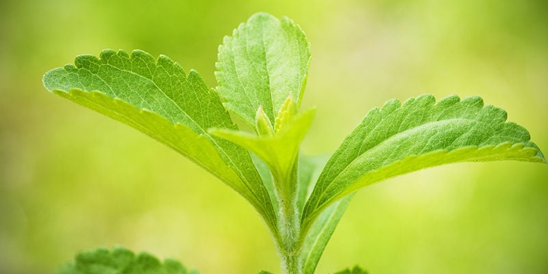 Stevia: Goed Voor Je Tuin En Je Voedingspatroon