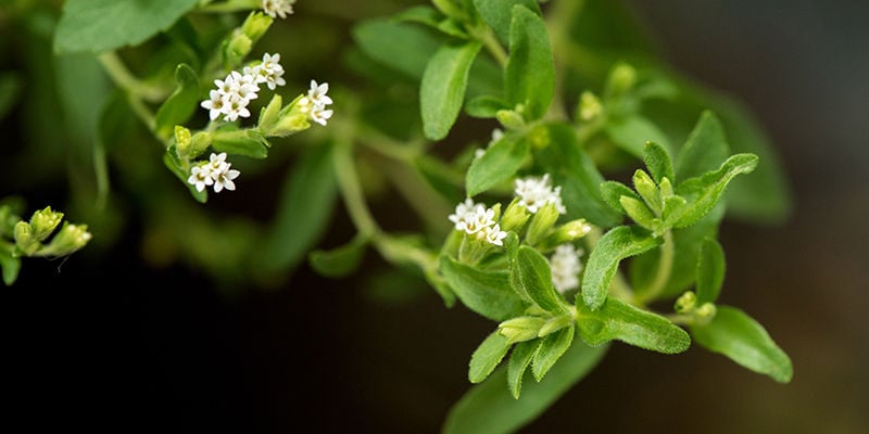 Wat Is Stevia?