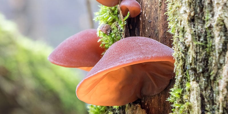 Judasoor / Wood Ear Mushroom