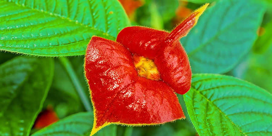 Hot Lips/Kusbloem/Psychotria Elata