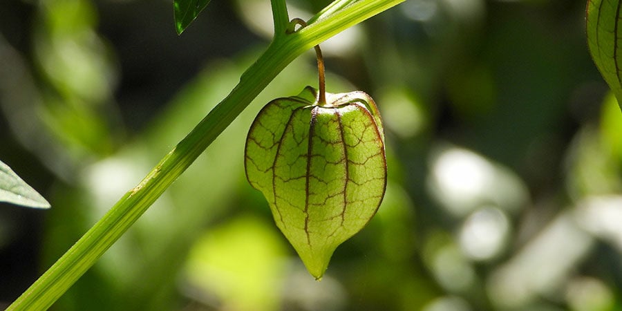 Tomatillo (Physalis Ixocarpa)