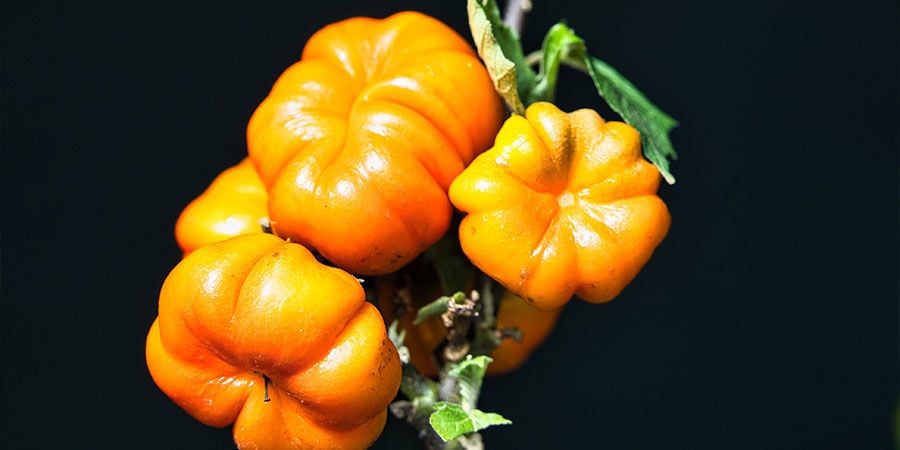 Solanum Aethiopicum/Pumpkin On A Stick