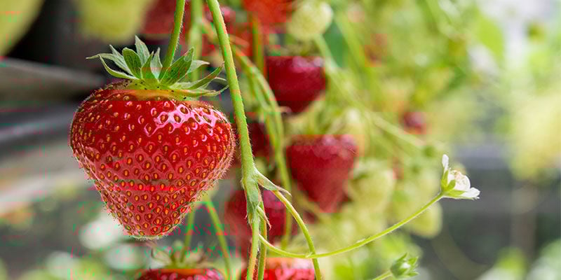 Aardbei