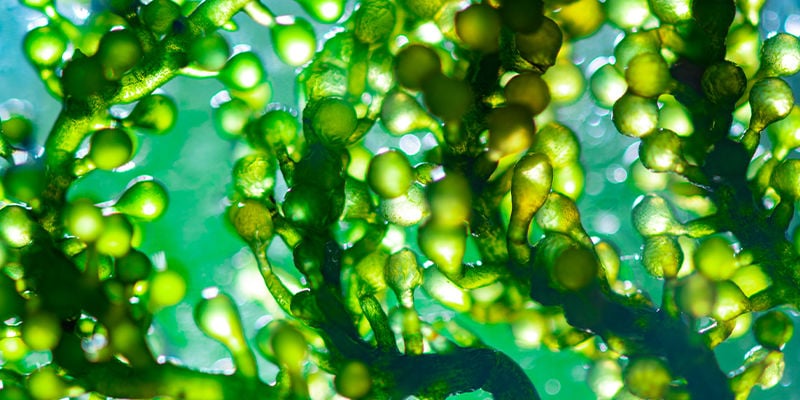 Wat Is Spirulina?