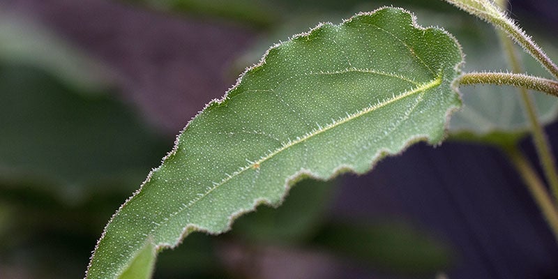 Citroeneucalyptus