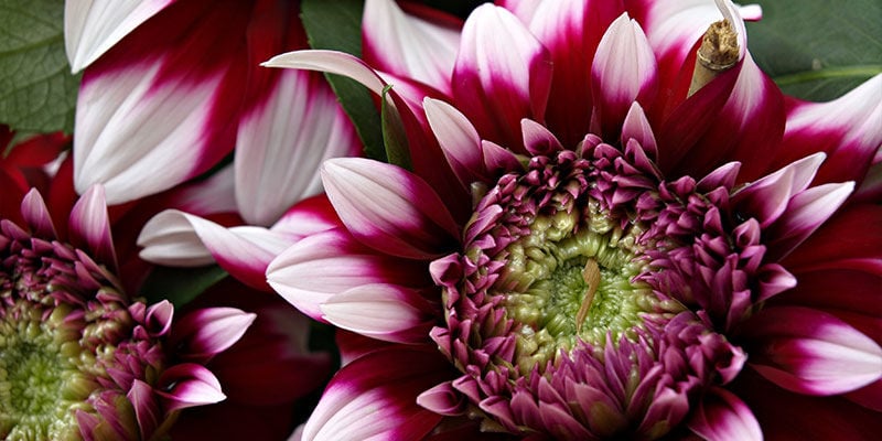 Chrysant