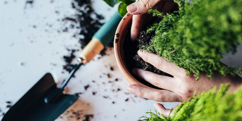 Top 10 Sierplanten Om Binnen Te Kweken