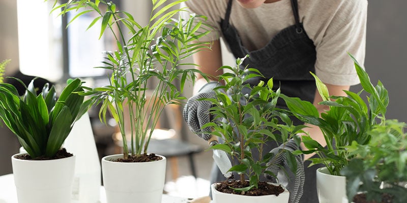 Waarom Zou Je Planten Binnen Kweken?