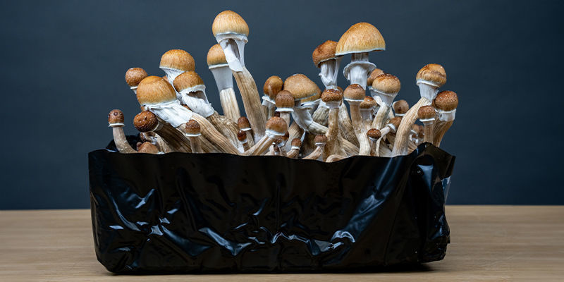 Haal het meeste uit mycelium met een monotub