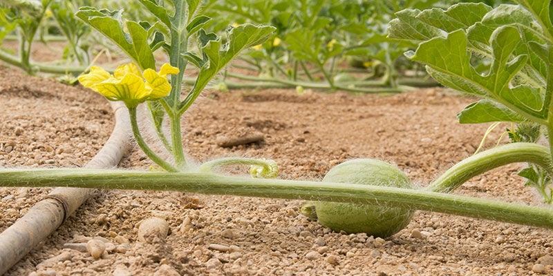 Hoe verzorg je meloenplanten?