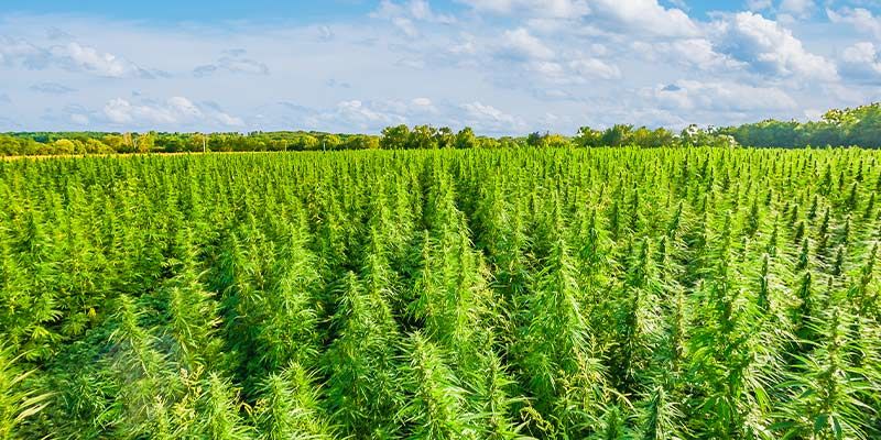 Wereldrecords in de cannabisindustrie