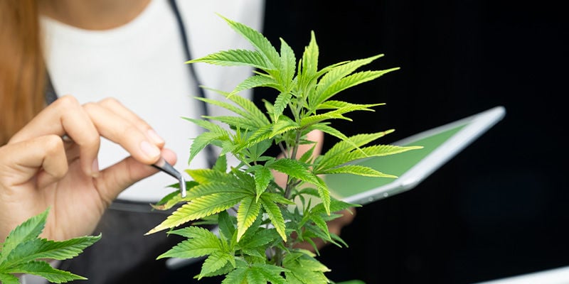 Welk record zal de cannabisindustrie hierna breken?