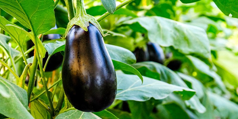 Aubergine