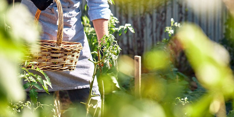 Waarom Zou Je Groente En Fruit In Een Warm Klimaat Telen?