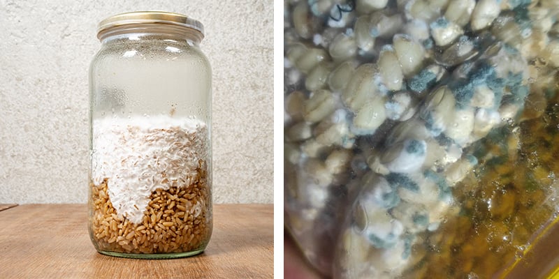 Gezond versus besmet liquid culture