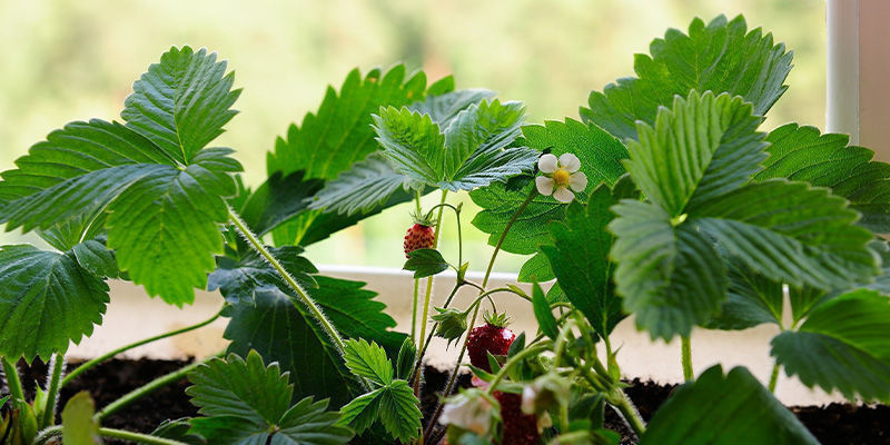 Waarom zou je binnen fruit kweken?