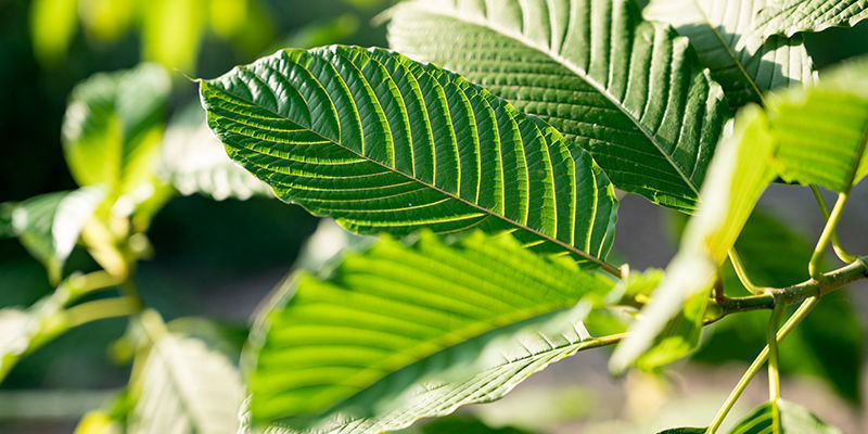 Hebben De Diverse Soorten Invloed Op Het Effect Van Kratom?