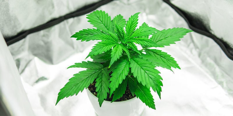 Alles In Één Kweekkasten Voor Cannabis