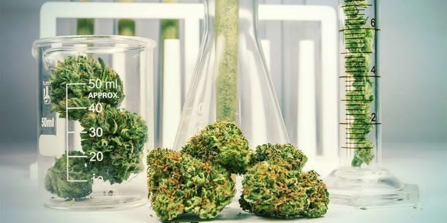 Cannabis: een plant met een complexe chemische samenstelling