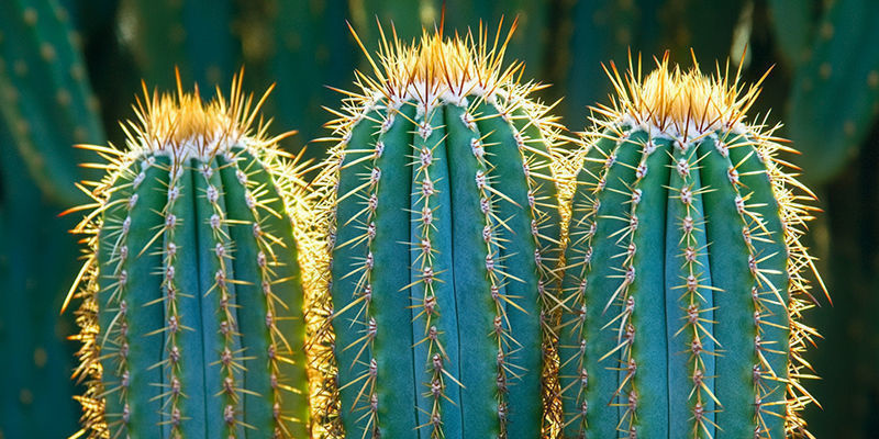 Houd Je San Pedro Cactus Gezond