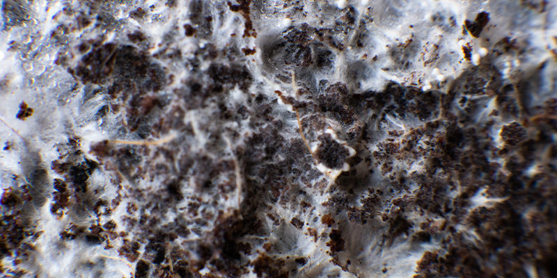 Mycelium: het 'plastic van de toekomst'?