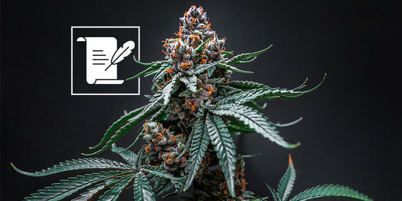 Wat kun je van een cannabis museum verwachten?