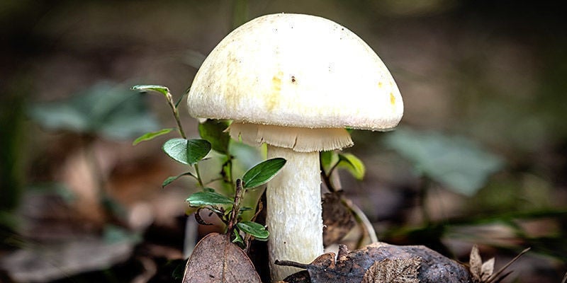 Groene Knolamaniet