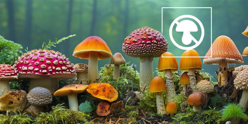 Waarom Moet Je Sommige Paddenstoelen Niet Eten?