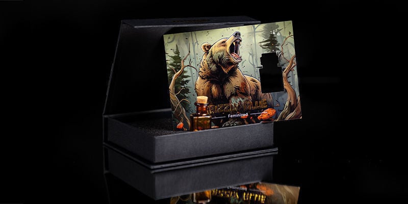 Rang 4 — Roaring Bear: Grizzly Glue