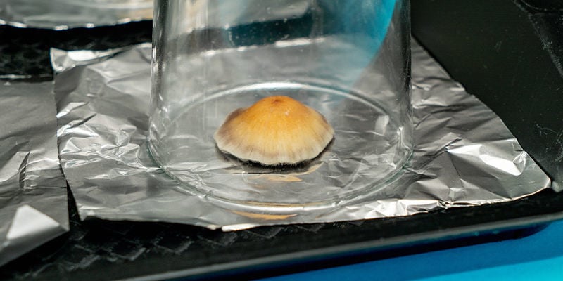 Wat is een spore print?