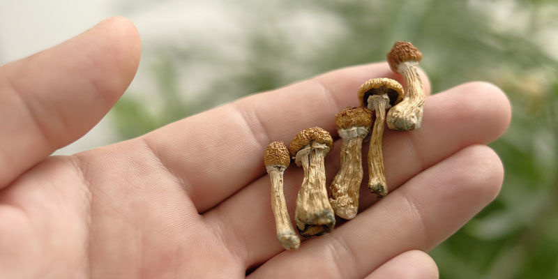 Biohacking met paddenstoelen: een geschenk van de natuur