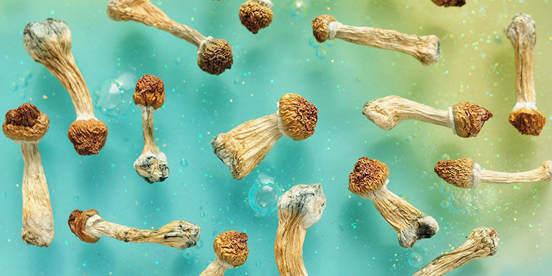 Biohacking met psychedelische paddenstoelen