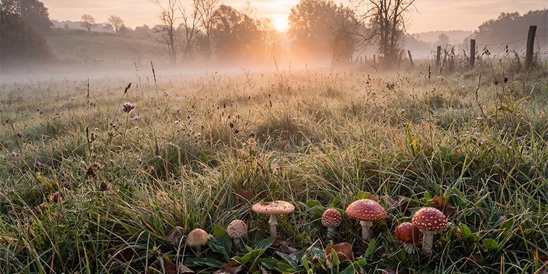 Klimaat en seizoensomstandigheden voor buitengroei Klimaat en seizoensomstandigheden voor buitengroei