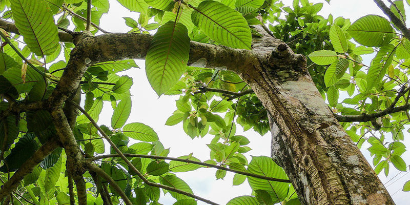 Maak kennis met kratom