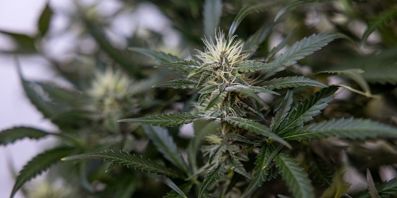 AI in de productie van cannabisderivaten (zoals concentraten en edibles)
