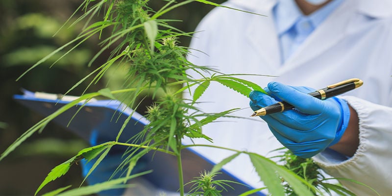 Toekomstige implicaties van AI voor de cannabisindustrie