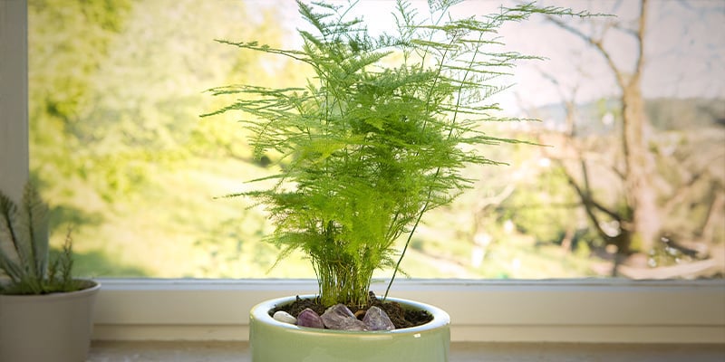 Sierasperge (Asparagus plumosus Nanus)