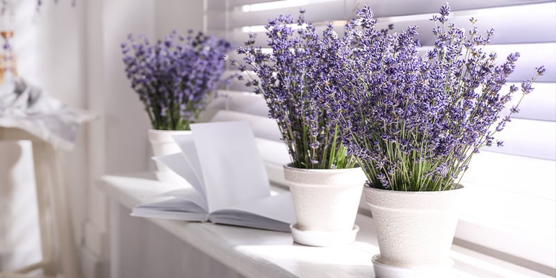 Lavendel (Lavandula angustifolia)