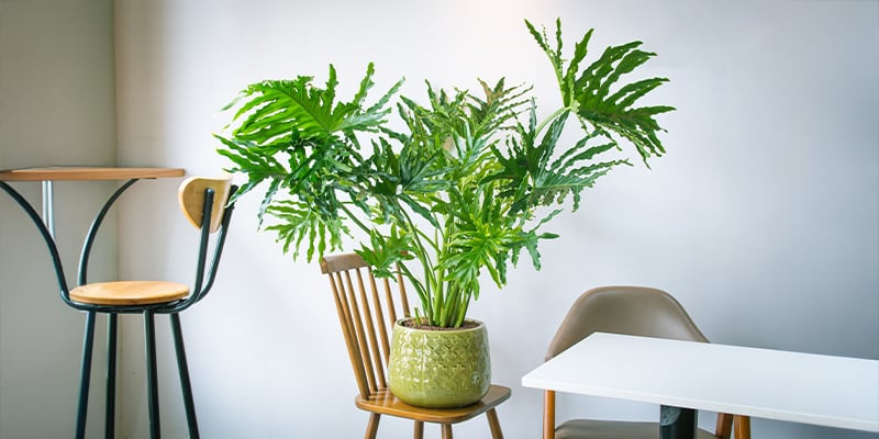 Philodendron (Philodendron selloum)