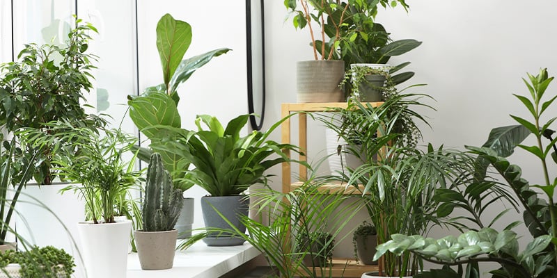 Waarom kamerplanten essentieel zijn tijdens de koudere maanden